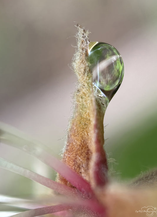 Nature Photography - Superb Droplet V635