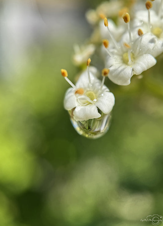 Nature Photography - Superb Droplet V636