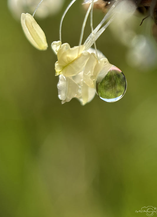 Nature Photography - Superb Droplet V637