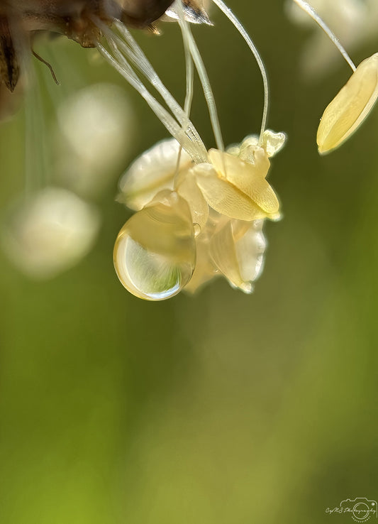Nature Photography - Superb Droplet V638