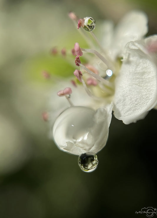 Nature Photography - Superb Droplet V639