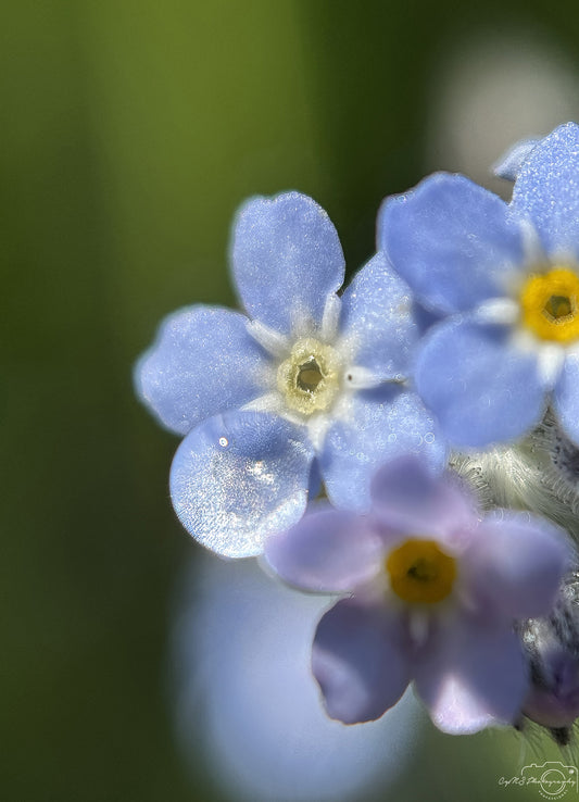 Nature Photography - Superb Droplet V640