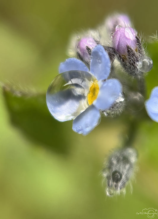 Nature Photography - Superb Droplet V641