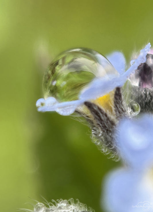 Nature Photography - Superb Droplet V642