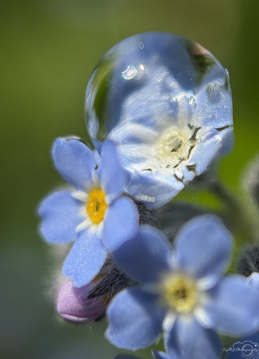 Nature Photography - Superb Droplet V643