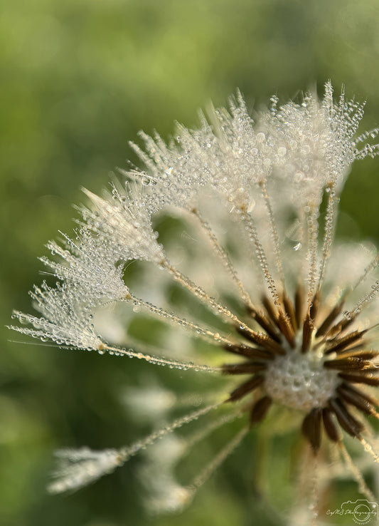 Nature Photography - Superb Droplet V644