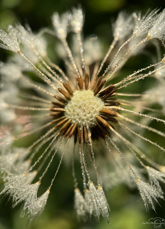 Nature Photography - Superb Droplet V645