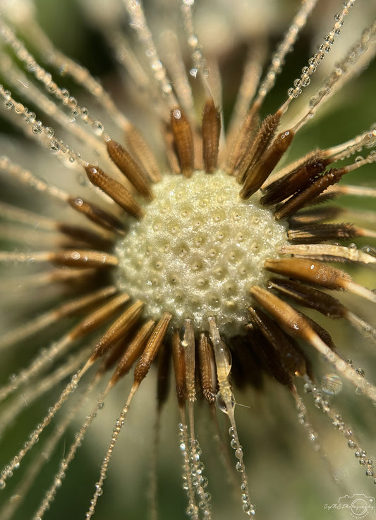 Nature Photography - Superb Droplet V646