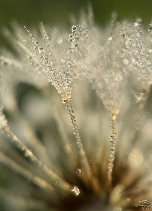 Nature Photography - Superb Droplet V647