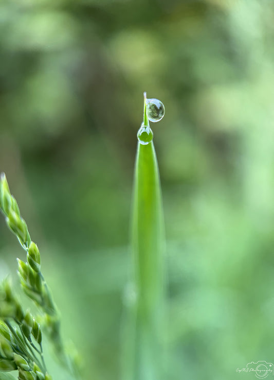 Nature Photography - Superb Droplet V648