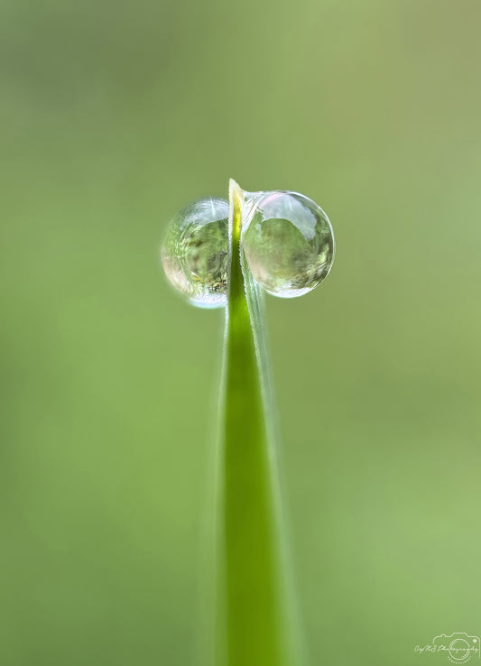 Nature Photography - Superb Droplet V649