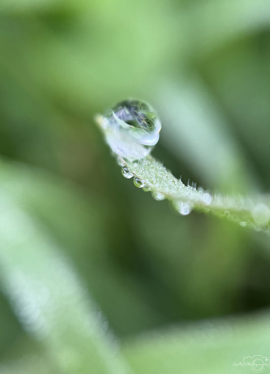 Nature Photography - Superb Droplet V650