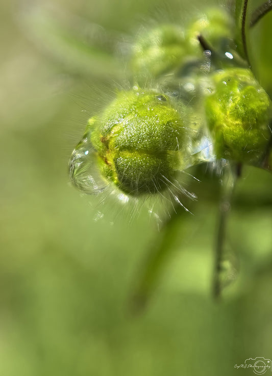 Nature Photography - Superb Droplet V651