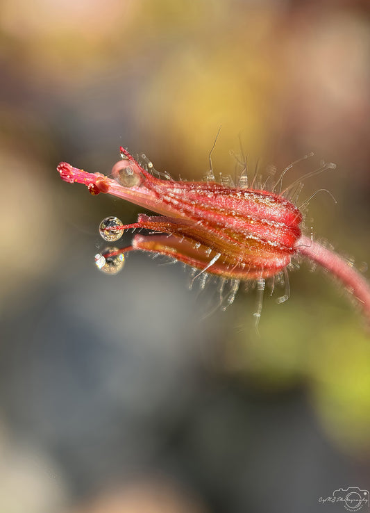 Nature Photography - Superb Droplet V652