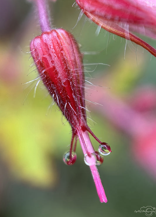 Nature Photography - Superb Droplet V653