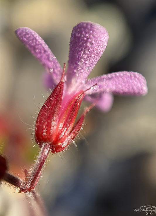 Nature Photography - Superb Droplet V654