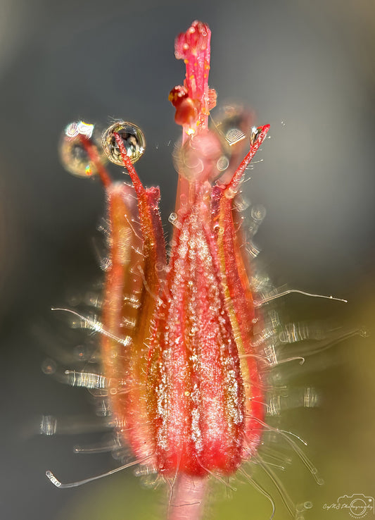 Nature Photography - Superb Droplet V655