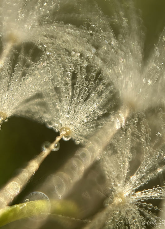 Nature Photography - Superb Droplet V656