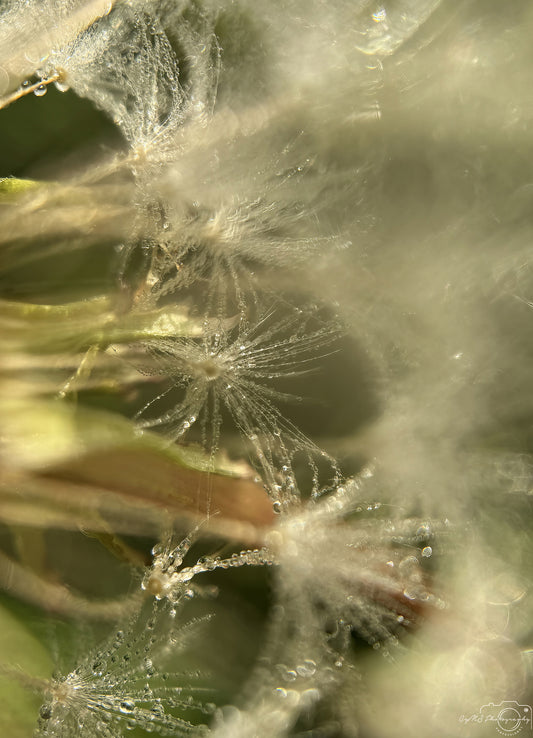 Nature Photography - Superb Droplet V657