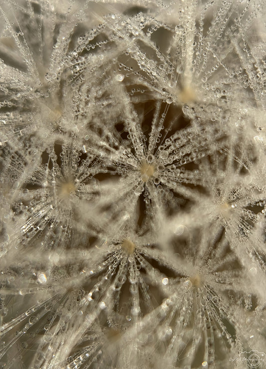 Nature Photography - Superb Droplet V658