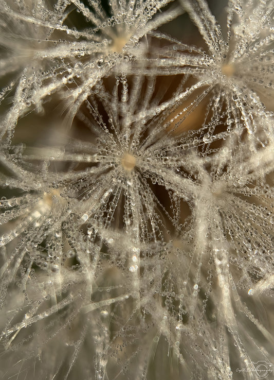Nature Photography - Superb Droplet V659