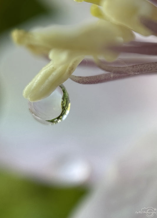 Nature Photography - Superb Droplet V661