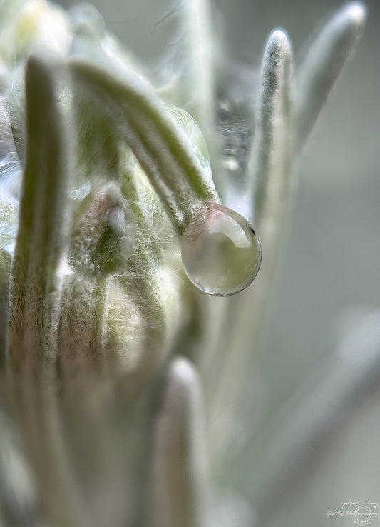 Nature Photography - Superb Droplet V662