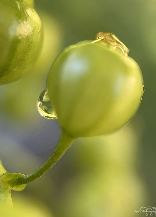 Nature Photography - Superb Droplet V663