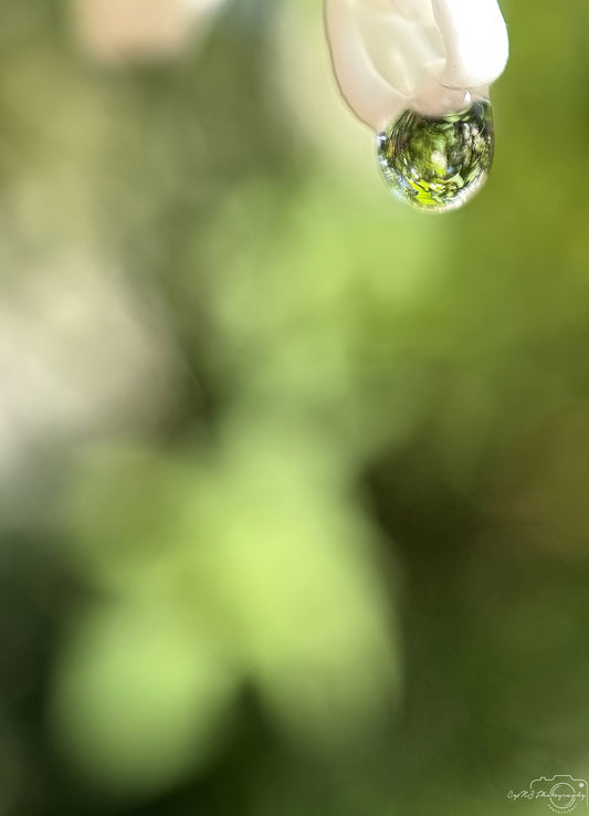 Nature Photography - Superb Droplet V664