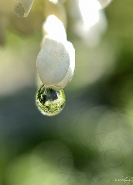 Nature Photography - Superb Droplet V665