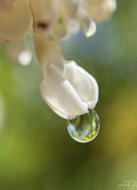 Nature Photography - Superb Droplet V666