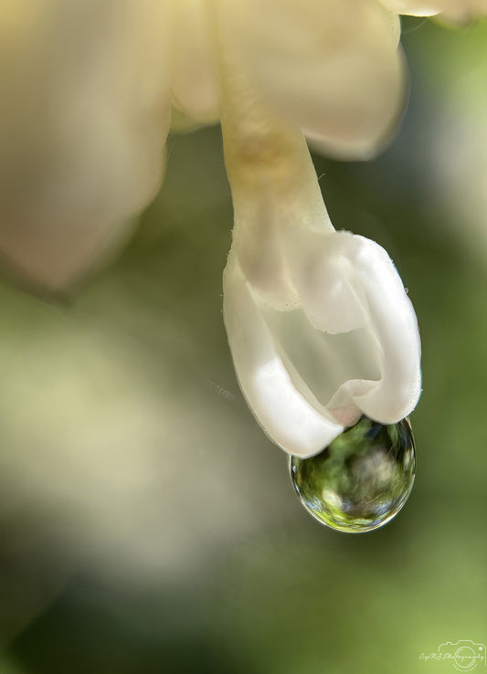 Nature Photography - Superb Droplet V667