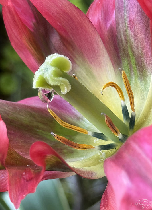 Nature Photography - Superb Droplet V668