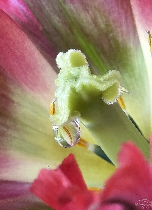 Nature Photography - Superb Droplet V669