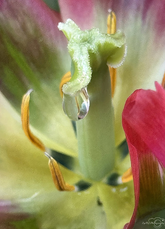 Nature Photography - Superb Droplet V670