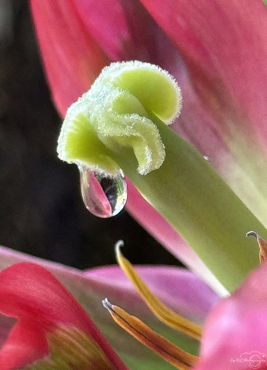 Nature Photography - Superb Droplet V671