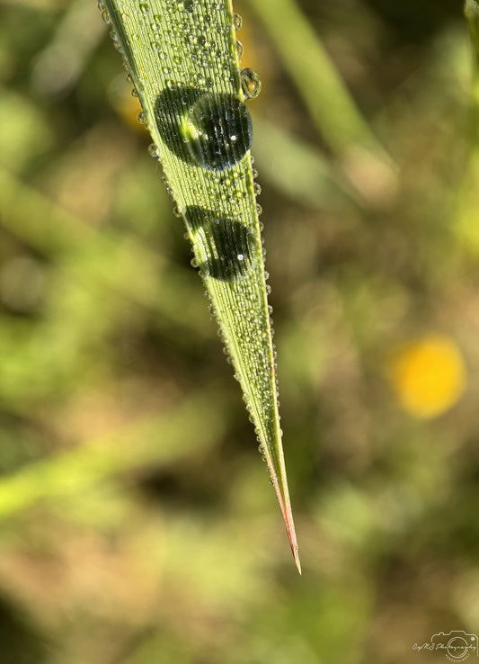Nature Photography - Superb Droplet V672