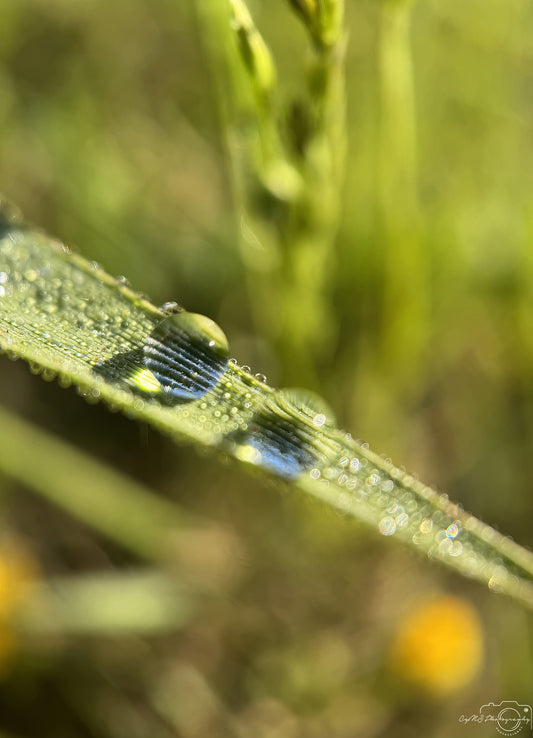 Nature Photography - Superb Droplet V673