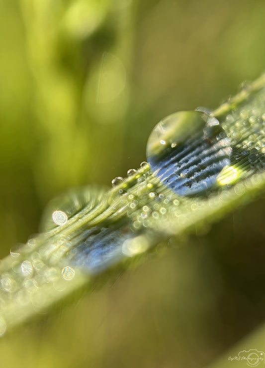 Nature Photography - Superb Droplet V674