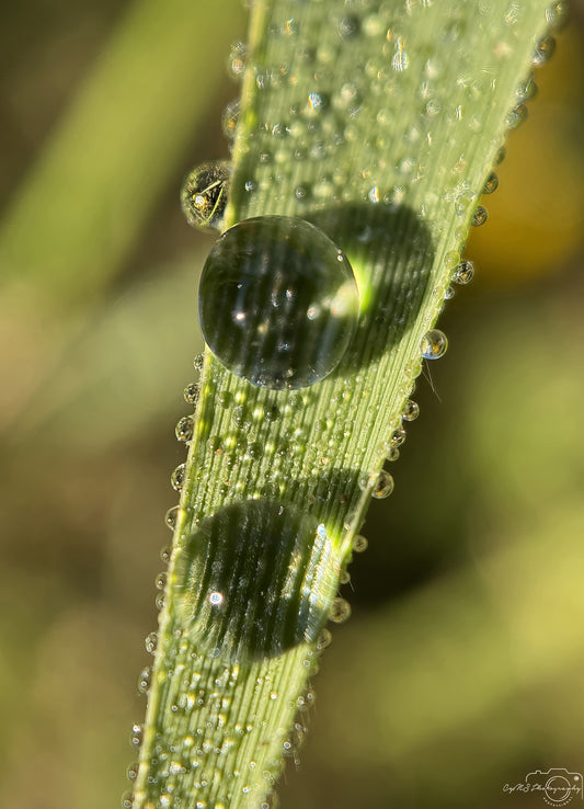 Nature Photography - Superb Droplet V675