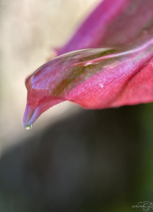Nature Photography - Superb Droplet V676
