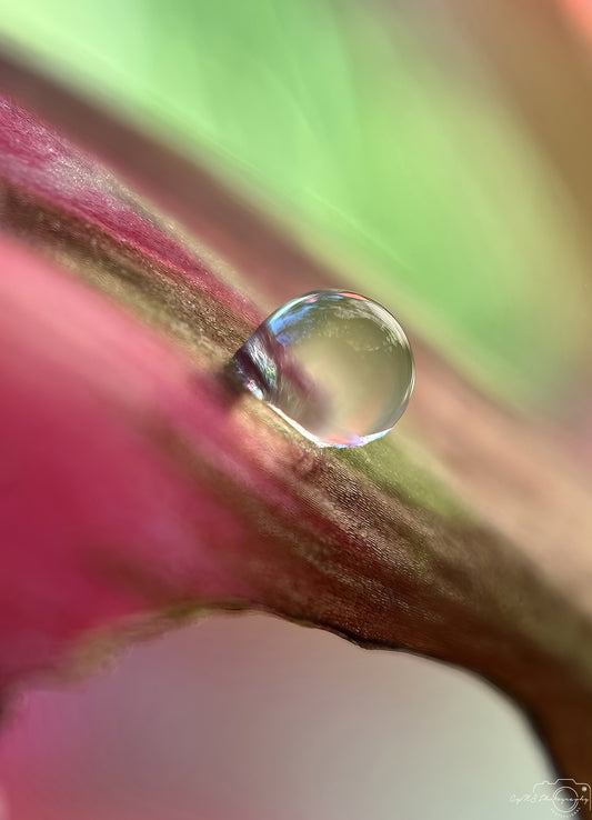 Nature Photography - Superb Droplet V677