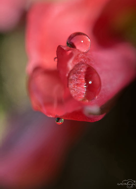 Nature Photography - Superb Droplet V678