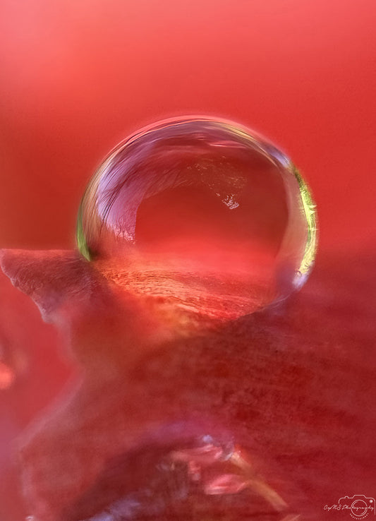 Nature Photography - Superb Droplet V679