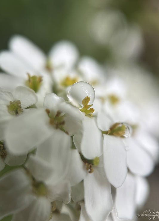 Nature Photography - Superb Droplet V680