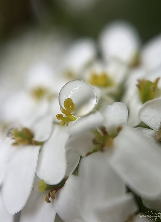 Nature Photography - Superb Droplet V681
