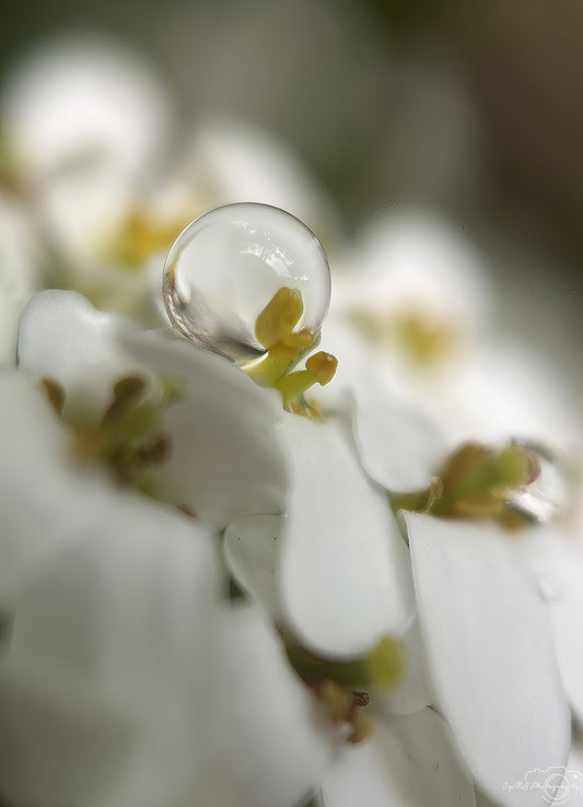 Nature Photography - Superb Droplet V682