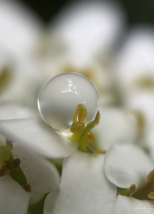Nature Photography - Superb Droplet V683
