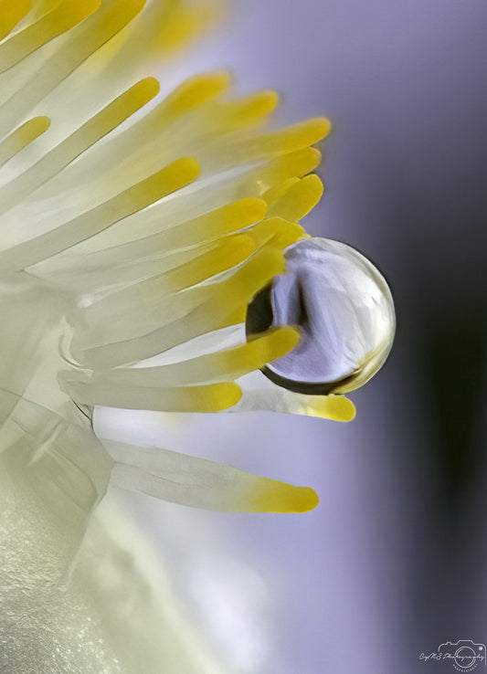 Nature Photography - Superb Droplet V685