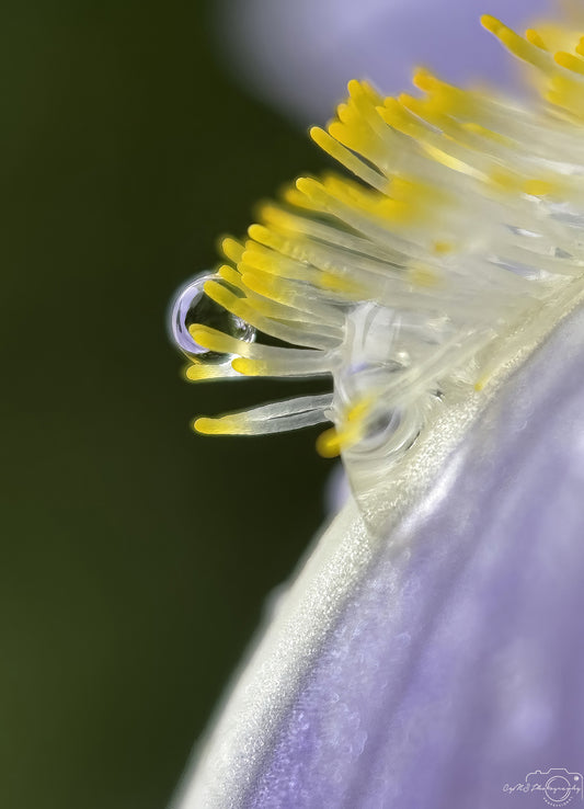 Nature Photography - Superb Droplet V686
